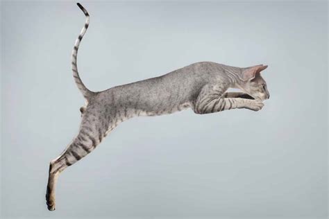 How High Can A Cat Jump Pet Friendly House