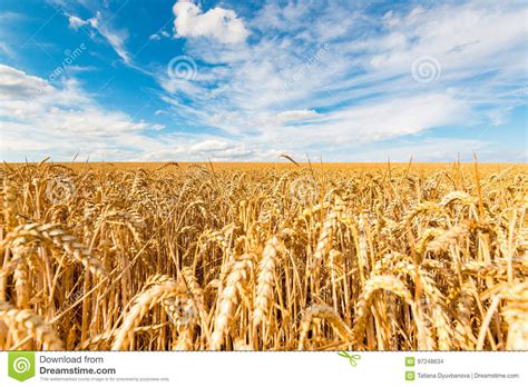 Golden Wheat Field On Blue Sky Background Stock Photo Image Of Field