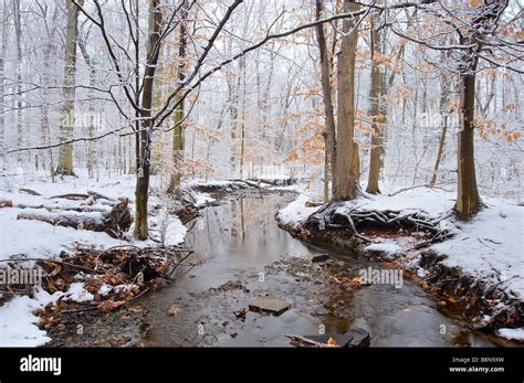 Winter Forest Scene With Snow And Stream Stock Photo Alamy