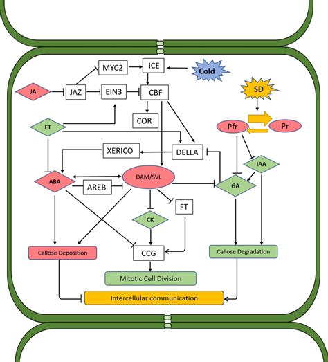 Frontiers Hormonal Orchestration Of Bud Dormancy Cycle In Deciduous