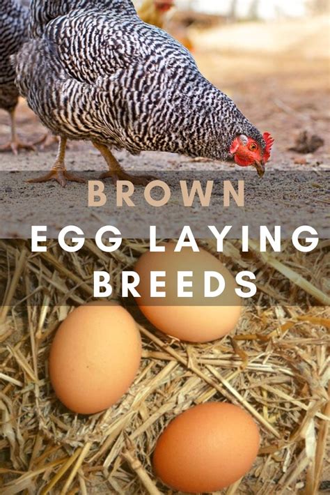Chicken Breeds That Lay Brown Eggs The Hen S Loft Hot Sex Picture