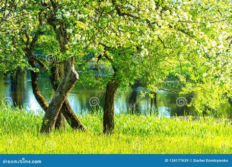 Spring Blooming Apple Orchard Stock Image Image Of Spring Green