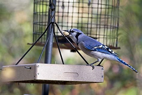 Feeding Peanuts To Backyard Birds Birdseed And Binoculars
