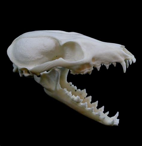 Grey Fox Skull Fox Skull Animal Skulls Skull