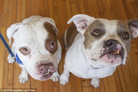 Cleft Palate Dogs From La Love Posing With Bow Ties Bandanas And