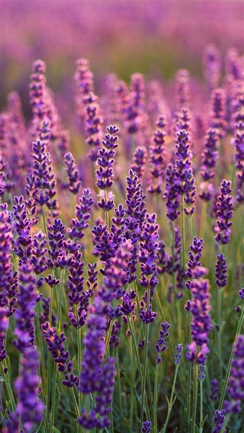 √ Lavender Flower Backgrounds