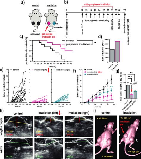 Breast cancer is an invasive tumor that develops in the mammary gland. Syngeneic breast cancer animal model and tumor growth. (a ...