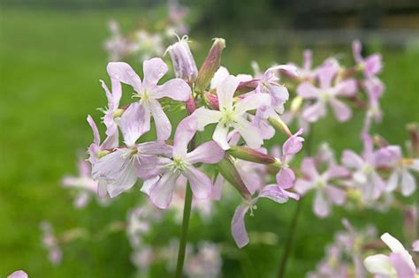 What Is Soapwort Herb