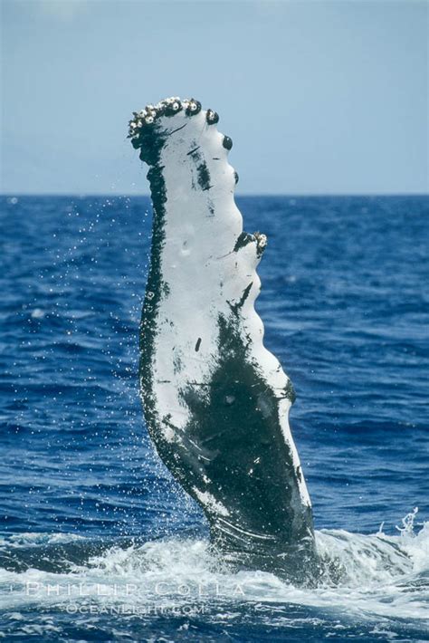 Humpback Whale Pectoral Fin Megaptera Novaeangliae Maui Hawaii