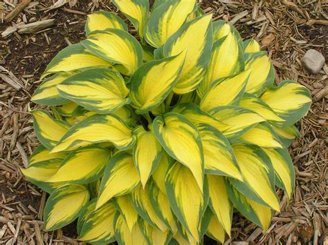 Different Colored Hostas Each Hosta Variety Can Have Different