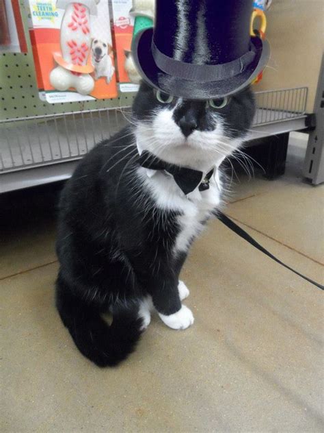 Our Monday Miracle Is Tuxie Who Lost His Ears But Looks Great In Hats
