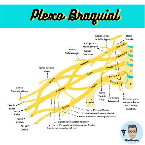 Plexo Braquial Esquema Udocz Sexiz Pix