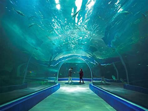 Aqua Planet Yeosu The Largest Aquarium In South Korea Features