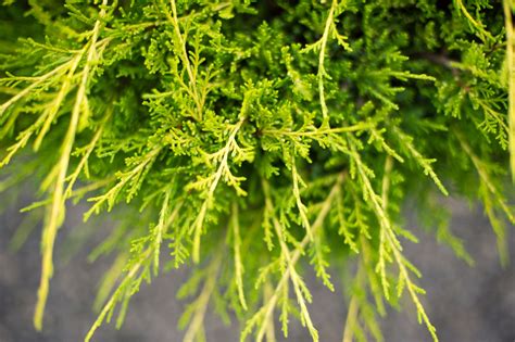 Come learn how thee low maintenance shrubs can be used to add a splash of color while creating a privacy screen to. JUNIPER OLD GOLD For Sale in Boulder Colorado