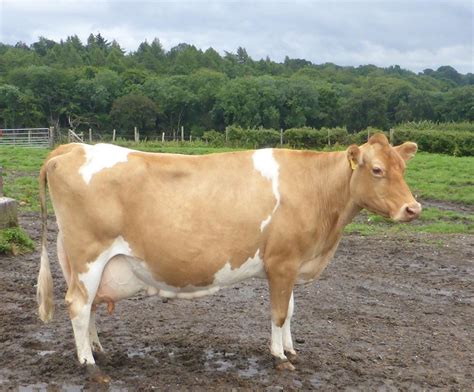 Guernsey Cattle Info Size Lifespan Uses And Pictures