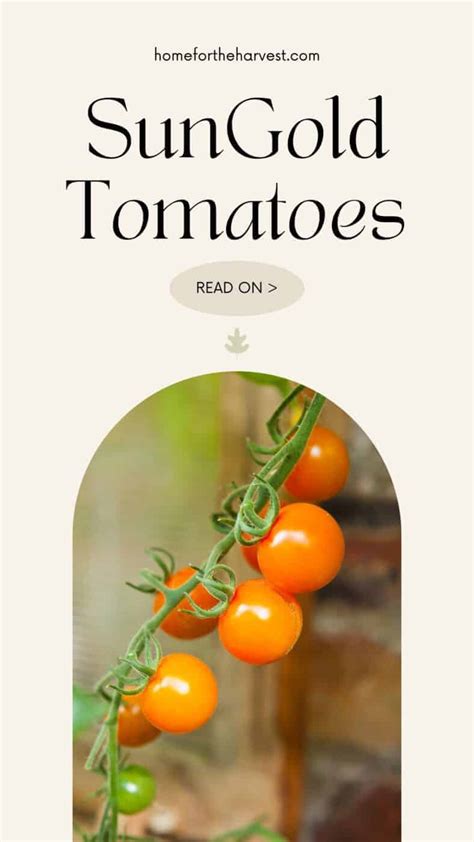 The Sungold Tomato Variety Guide