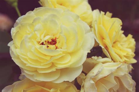 Vintage Yellow Rose Stock Photo Image Of Mother Decorative 41810418