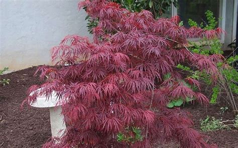 Buy Crimson Queen Dwarf Japanese Maple Tree For Sale Online From Wilson