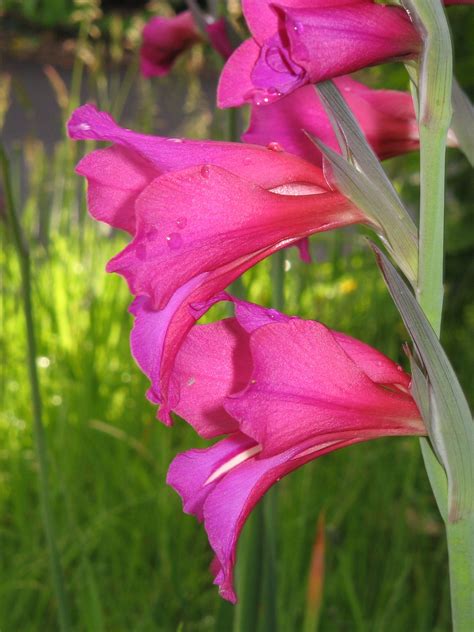 Cacti flowers are typically quite spectacular and very complex. gladiolus | Gladiolus, Flowers, Flower power
