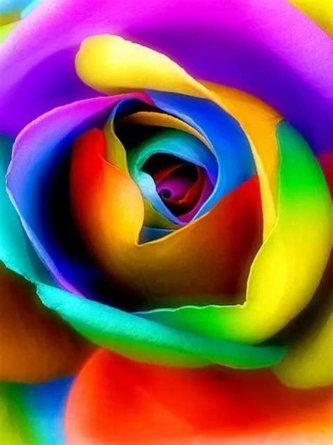 Pin By Dawn Washam🌹 On Colors Colors Everywhere 1 Rainbow Roses
