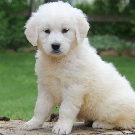 Ready to bring a puppy to your forever home? English Cream Golden Retriever Puppies For Sale | English ...