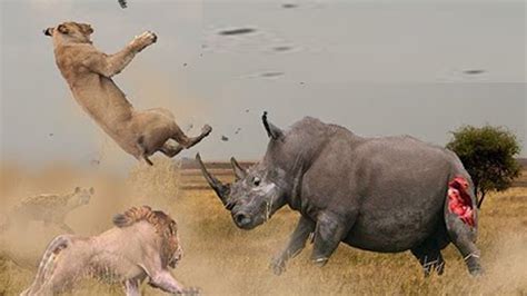 Lion Vs Rhino The Real Fight Wild Animal Attacks Youtube