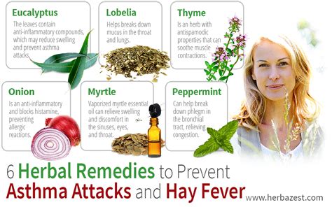 6 Herbal Remedies To Prevent Asthma Attacks And Hay Fever Herbazest