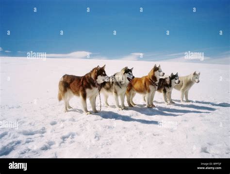 Buck Shadow Truman Max And Shorty The Husky Dogs Eight Below Stock Photo