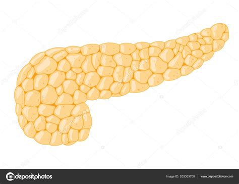 Vector Image Human Pancreas Stock Vector By ©kyrrikorpr 203353700