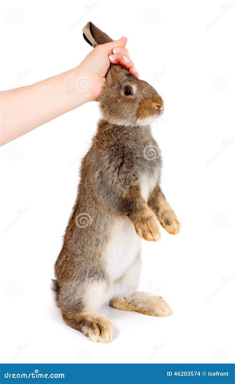 Hand Holding A Young Brown Rabbit Stock Photo Image Of Holding Ears