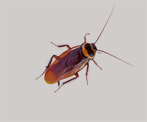 Service type pest control termite control. Cockroach control Chennai | Cockroach Control Services in ...