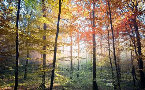 Nature Landscape Colorful Trees Fall Forest Sunlight