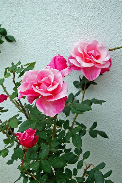 Painting Pink Roses Great Beautiful Garden