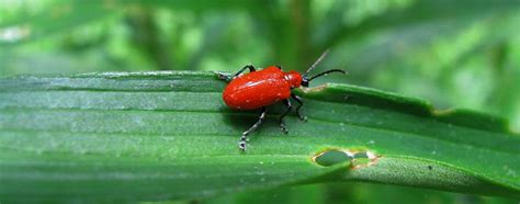 10 reasons peace lilies get yellow leaves and how to fix them. Time to look for red lily leaf beetle - Buffalo ...