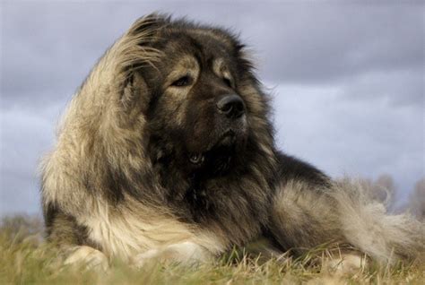 The Truth About The Caucasian Mountain Dog