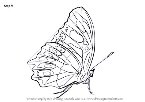 You can edit any of drawings via our online image editor before downloading. Learn How to Draw a Malachite (Butterflies) Step by Step ...
