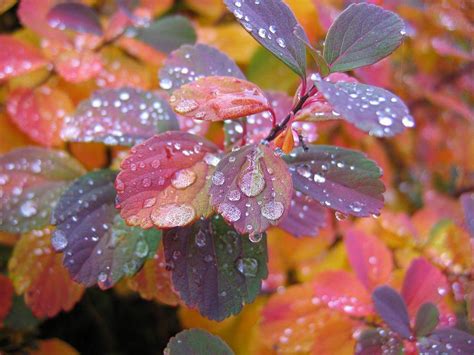 Maybe you would like to learn more about one of these? 48+ Desktop Wallpaper Beautiful Fall Flowers on ...