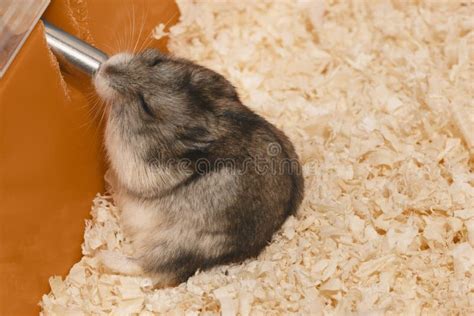 Hamster Is Drinking Water From Bottle Tube In Its Cage Stock Photo