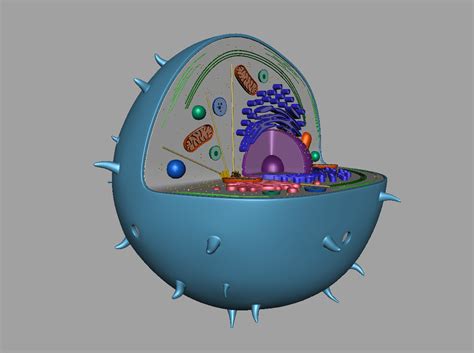Maybe you would like to learn more about one of these? Animal Cell 3D Model - 3D Models World