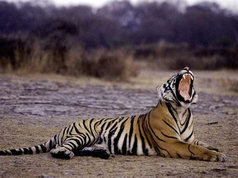 Poachers Return Threatens Indias Tiger Success Story