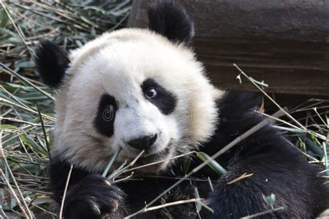 Closed Up Fluffy Giant Panda Cub China Stock Photo Image Of Fighting