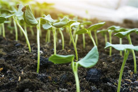 Growing Okra from Seeds or Seedlings - Food Gardening Network