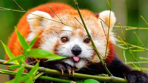Red Panda Facts The Original Panda Animal Fact Files Youtube