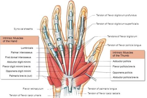 Intrinsic Muscles Of Hand Origin Nerve Supply Functions Rx Harun