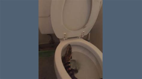 How Do So Many Iguanas Get In Toilet Bowls In Florida Thv Com