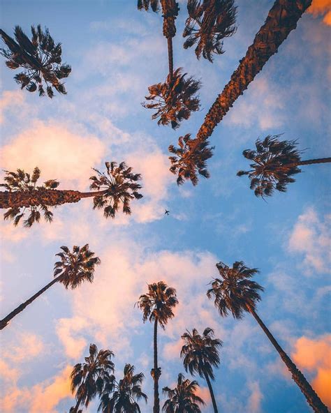California Palm Trees Wallpapers Wallpaper Cave