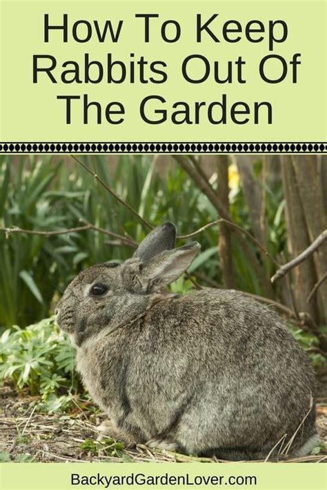 How To Keep Rabbits Out Of The Garden 9 Easy Ways Backyard Plants