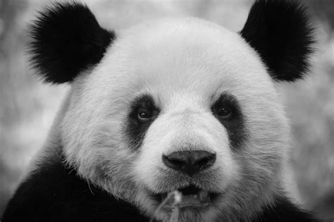 Panda Profile Panda Panda Bear Pets