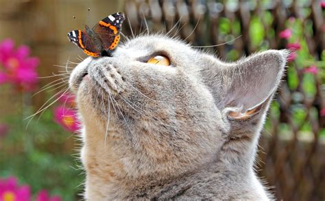 Butterfly Lands On Nose Of Cat Stock Image Image Of