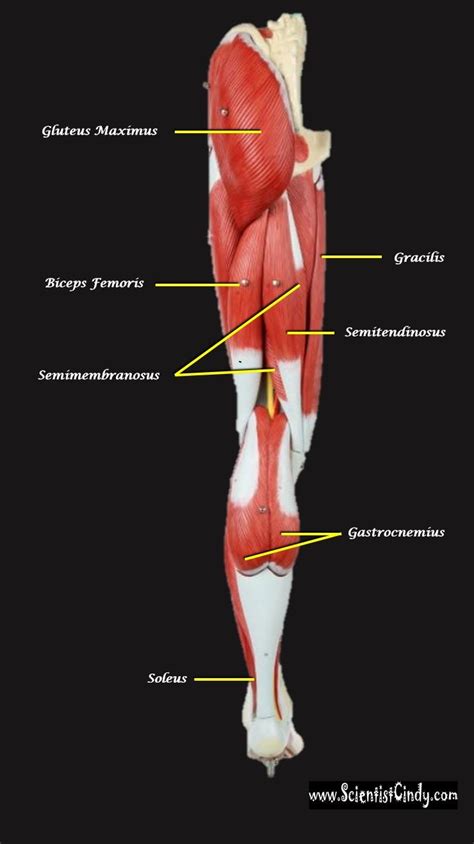 These last few muscles discussed (erector spinae, rectus abdominus, and the obliques) are the muscles that move the trunk. Muscles of the Body - Review - SCIENTIST CINDY